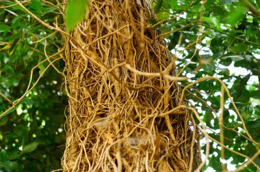 Kaba ağaç kabuğundaki sarmaşıkların yakınına.