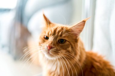 Kizil kedi yavrusu yukari yukari bakiyor.