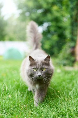 Arka bahçede çimenleri keşfeden tüylü gri kedi.