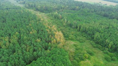 Sonbahar yaprakları ve güneş ışığıyla orman manzarası