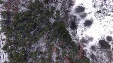Kozalaklı ağaç dokusunun dikey hava görüntüsü
