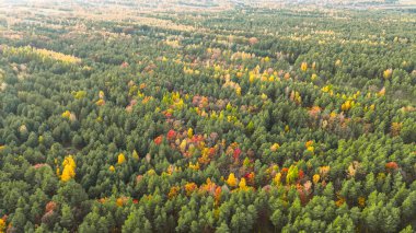 Yoğun ormanlı sonbahar doğa sahnesi