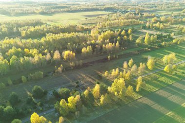 Parlayan devrilen ağaçlarla geniş kırsal arazi