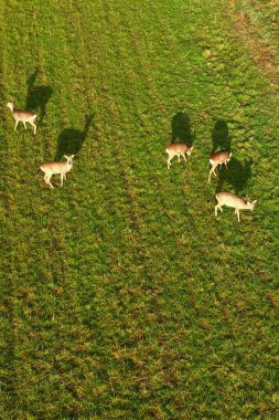 Çimenli bir otlaktaki yaban hayatının yukarıdan görünüşü