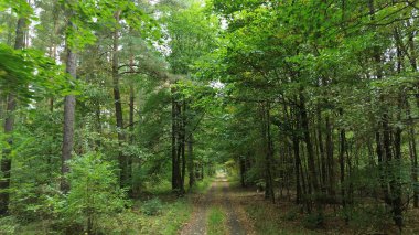Renkli orman yaprakları arasında kirli yol