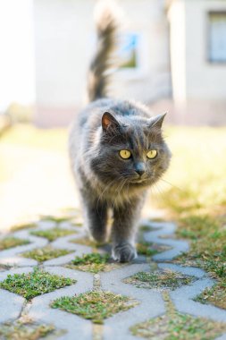 Güneşli bir bahar gününde sevimli ev kedisi.