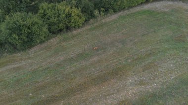 Geniş yeşil kırsal alanda geyik