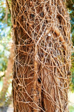Yeşillik yeşil ormanda, sarmaşık kaplı ağaç gövdesi.