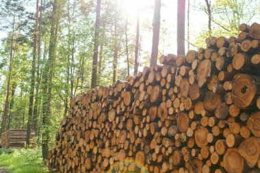 Ormandaki odun yığını gün ışığında temizleniyor.