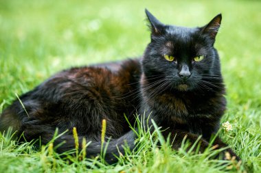 Dışarıdaki kara kedi yüzünü kapatın.