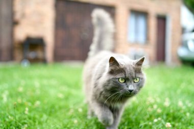 Arka bahçede çimenleri keşfeden tüylü gri kedi.