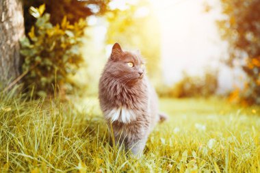 Çimenlerdeki sarı gözlü meraklı gri kedi.