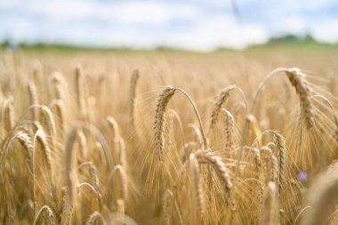 Güneş ışığında altın buğdaya yaklaş