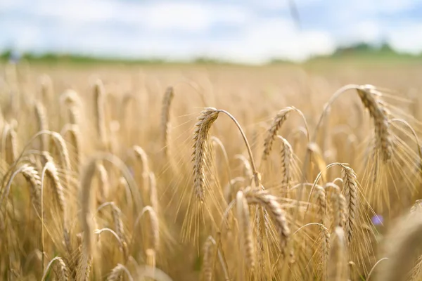 Güneş ışığında altın buğdaya yaklaş