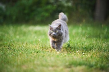 Arka bahçede çimlerin üzerinde pofuduk gri bir kedinin portresi