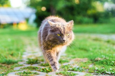 Gri kedi, parlak yaz ışığında çayırda dinleniyor.