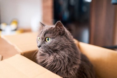 Mukavva kaleyi koruyan ciddi bir gri kedi.