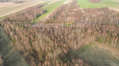 Baharda seyrek orman manzarası
