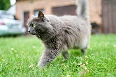 Çimlerin üzerinde oturan sevimli kedicik.