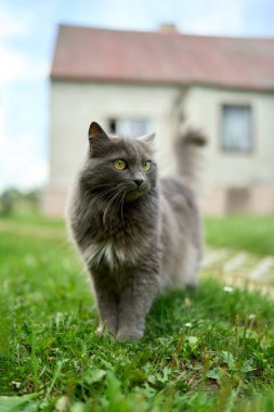 Rahat gri kedi manzaralı yeşil çayırda güneşin tadını çıkarıyor.