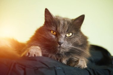 Sırt çantasında dinlenen tüylü gri kedi.