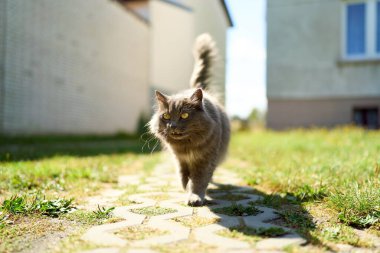 Doğal ortamda güzel gri bir kedi.