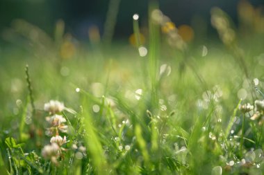Çim yapraklarını çiğ taneleriyle kapatın.