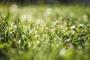 Close view of fresh grass and dew drops