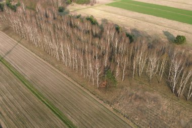 Kırsal ormanlık alanın üst görünümü