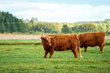 Kırmızı kürk Highland öküzü kameraya bakıyor.