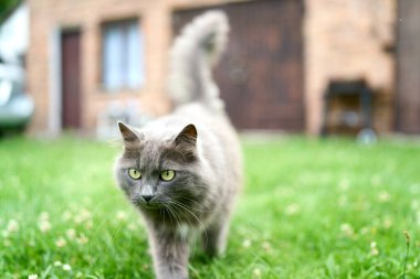 Güneşli bahçeye bakan sevimli gri kedi.