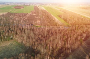 Kuru dalları olan eski orman ağaçları
