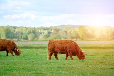 Uzun boynuzları olan çiftlik ineği.
