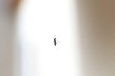 Tropik hastalıkları yaymaya hazır tek sivrisinek.