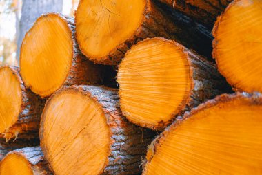 Açık havada odun yığınları birikmiş.