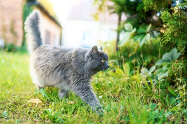 Güzel gri evcil kedi çimlerin üzerinde duruyor.