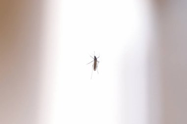 Hafif kentsel arkaplana karşı böcek silueti