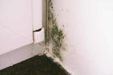 Islak duvar, bakımsız bir evde küflü.