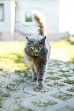 Gri tüylü kedi güneşli doğa manzarasının tadını çıkarıyor.