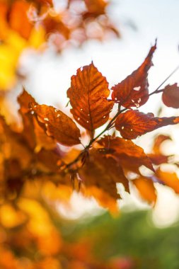 Sonbahar yaprakları yumuşak güneş ışığında parlıyor.
