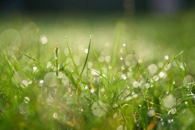 Taze yeşil çimlerin üzerinde gün doğumu ışığı