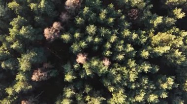 Yeşil ağaçlar ve karla kaplı vahşi doğa.