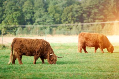Uzun yeşil çayır çimlerinde duran çiftlik hayvanları.
