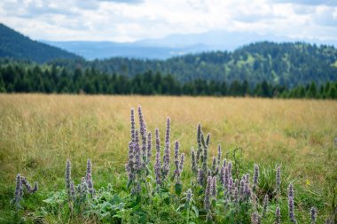 Yumuşak ışık ve vahşi bitkilerle açık çayır manzarası