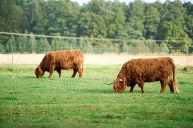 Sessiz çayır üzerinde kırsal çiftlik hayvanı