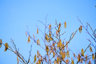 Ağaç dalları ve kedi derileri havaya polen salıyor.