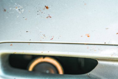 Ölü böcekler beyaz arabanın önüne saçılmış.