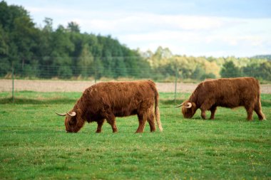 Huzurlu kırsalda Brown Highland sığırı