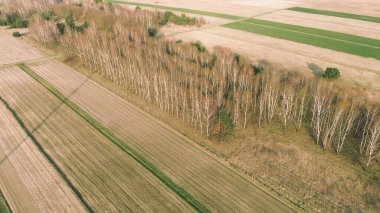 Çıplak ağaçlar ve orman yolu manzarası