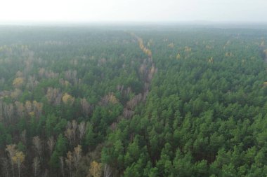 Altın sonbahar ormanlık hava sahası